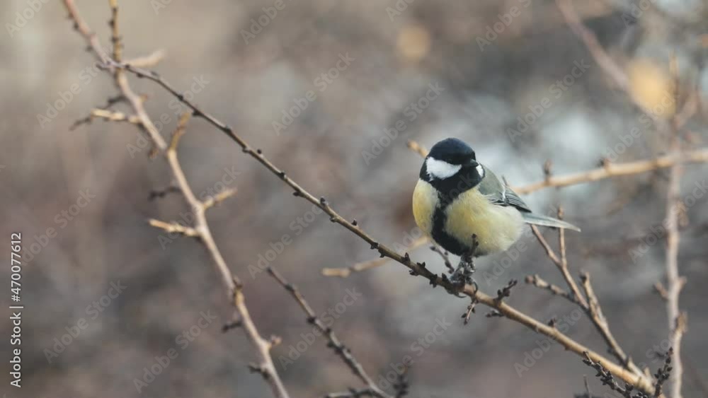 Small Bird tit on the tree branch Small Bird tit on the tree branch