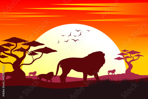Lion silhouette. Silhouette of sunset in safari landscape