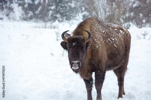 European bison (Bison bonasus) in the Skole Beskydy national park in winter, Carpathians, Ukraine