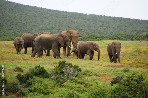 Photography Group of elephants