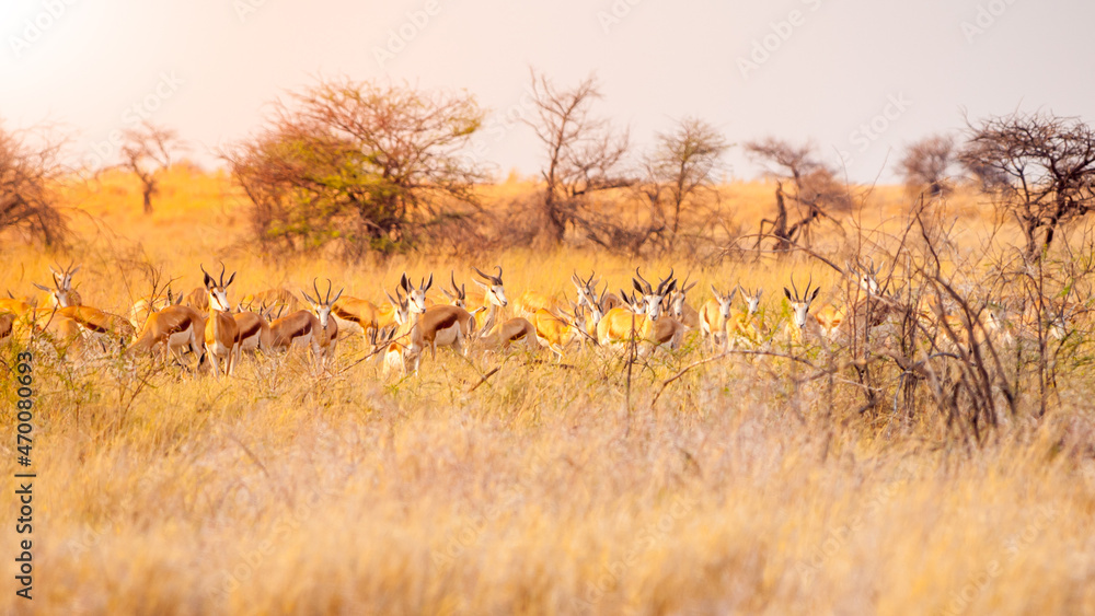 Impala herd hidden in the dry grass Impala herd hidden in the dry grass