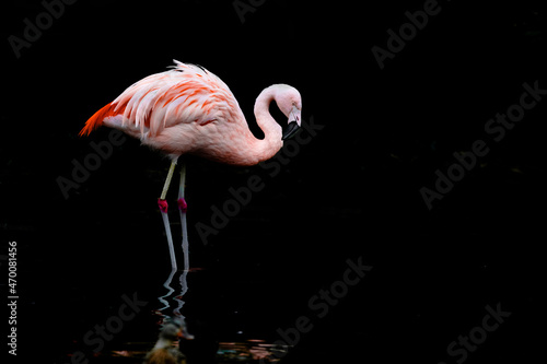 pink flamingo on a black