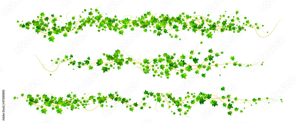 Ivy vines with green leaves, creepers branches with foliage isolated on white background. Vector realistic set of horizontal borders of greenery, climbing plants - obrazy, fototapety, plakaty 