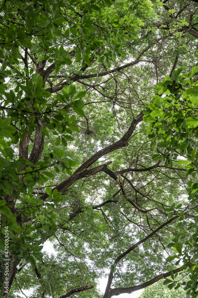 Green leaves on branch in tropical rainforest Green leaves on branch in tropical rainforest