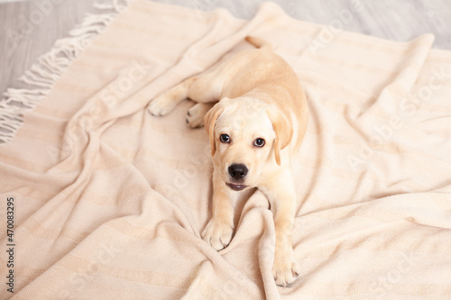 Cute Labrador puppy lies on the floor under the blanket of the house. Pet. Dog. © Анна Брусницына