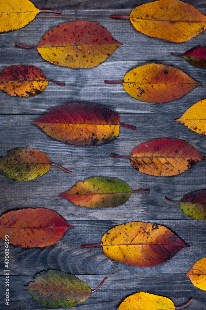 Autumn decorative background or composition with autumn colorful leaves on a background of gray wooden boards. Flat top view.