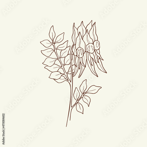 Hand drawn Sturt's desert pea. Australian native flower