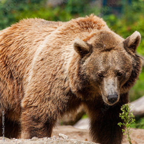 Wallpaper Mural Landraubtier Braunbär als Einzelgänger Torontodigital.ca
