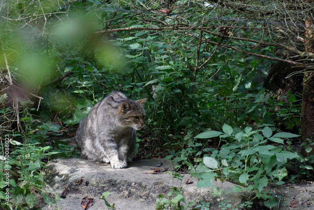 Fototapeta premium Wildkatze