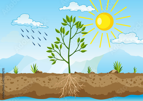Photosynthesis as a process of tree produce oxygen using rain and sun. Process of photosynthesis in plant. Colorful biology illustration for education in flat style