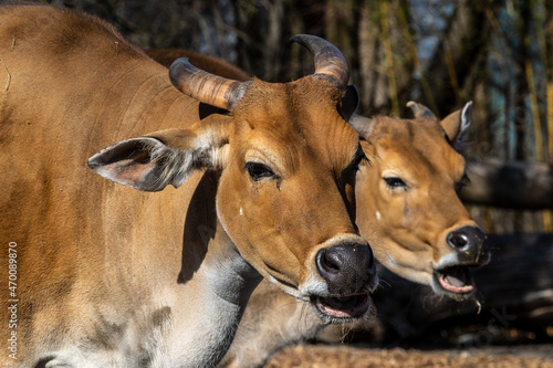 Banteng, Bos javanicus or Red Bull is a type of wild cattle. © rudiernst