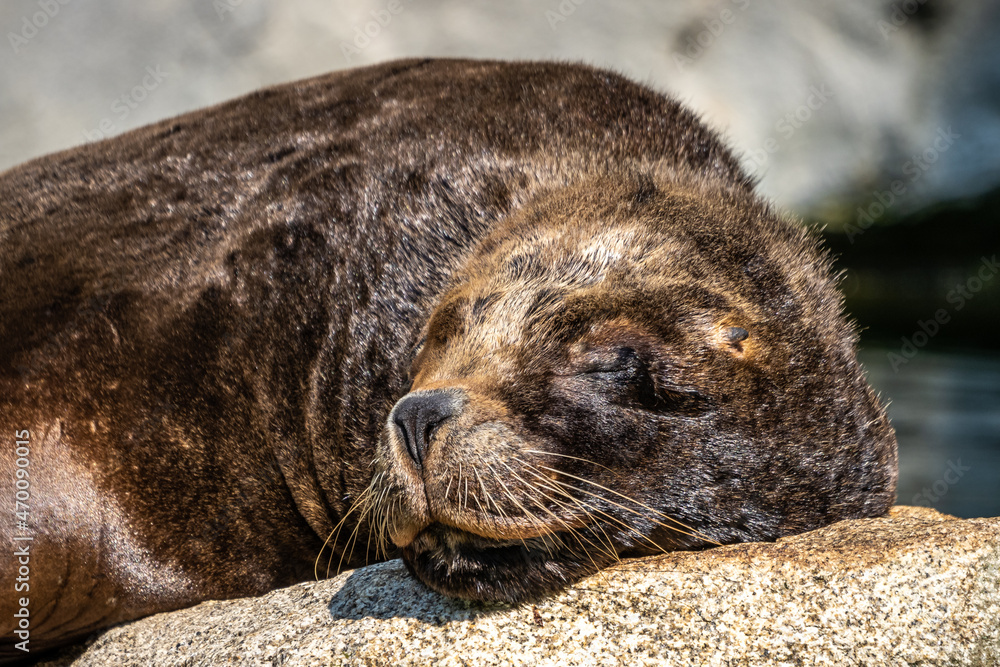 The South American sea lion, Otaria flavescens in the zoo The South American sea lion, Otaria flavescens in the zoo