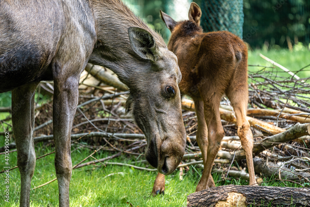 Fototapeta premium European Moose, Alces alces, also known as the elk