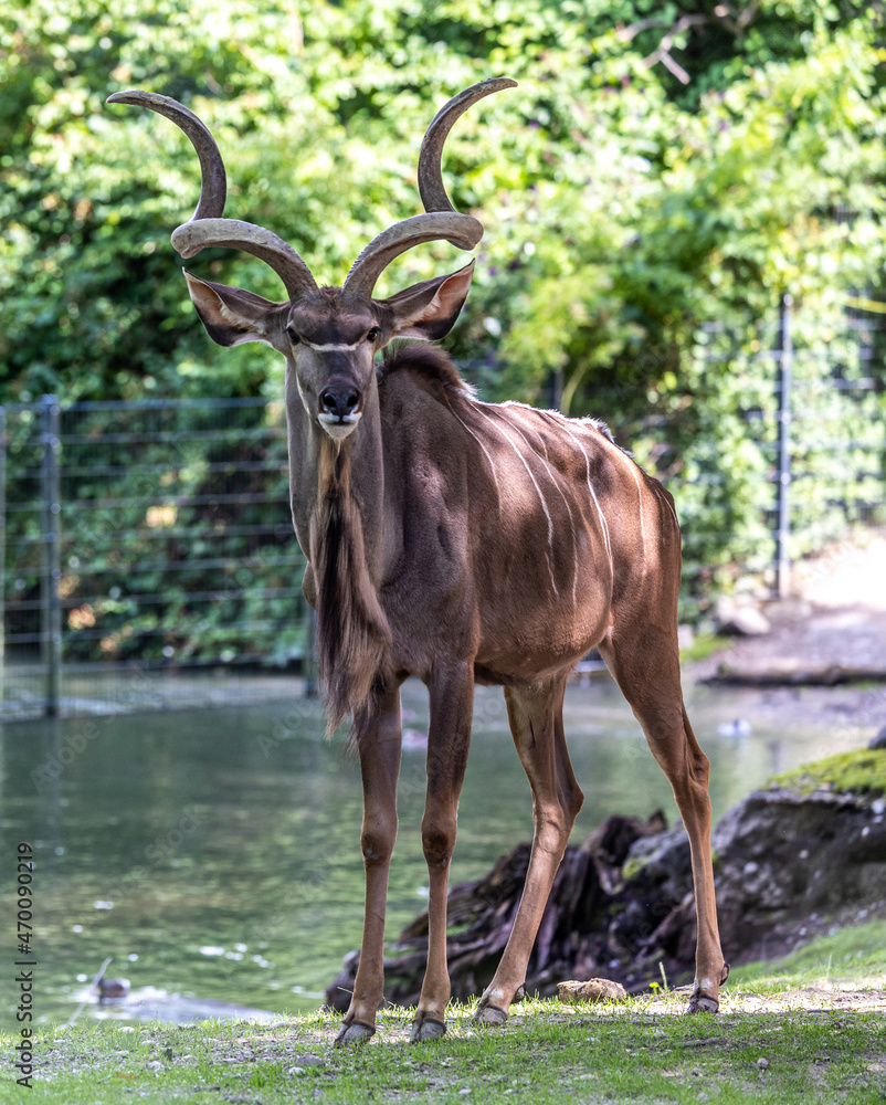 Greater kudu, Tragelaphus strepsiceros is a woodland antelope Greater kudu, Tragelaphus strepsiceros is a woodland antelope