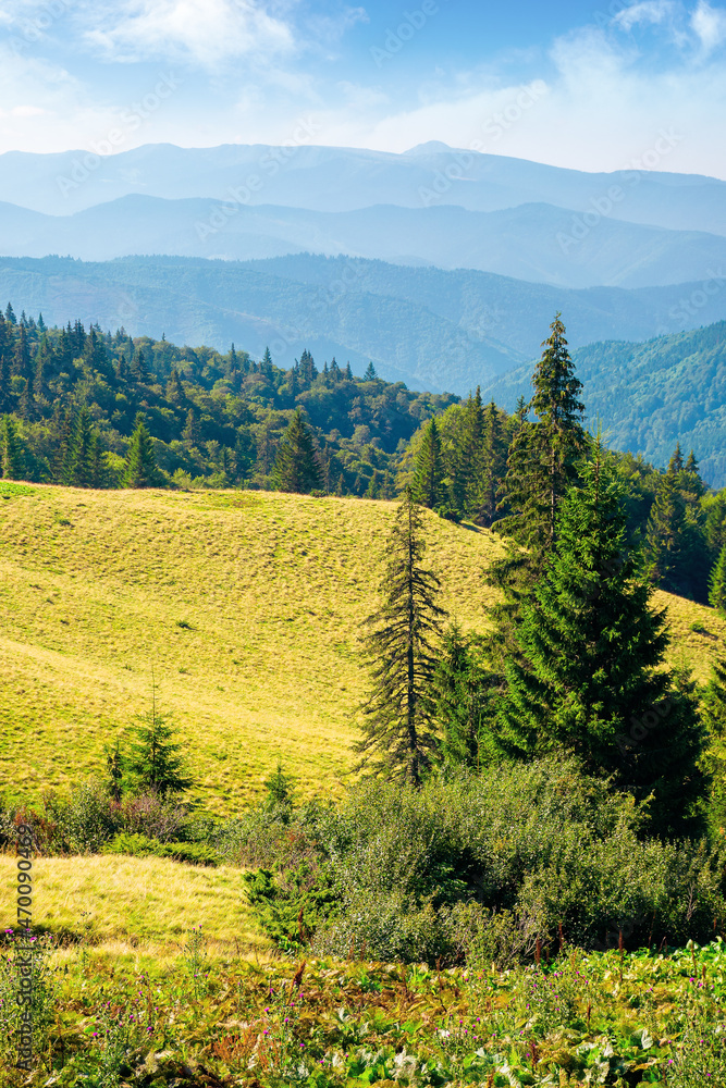 spruce forest on the hills. beautiful nature scenery of carpathian mountains. summer vacation and outdoor tourism concept. wonderful sunny weather