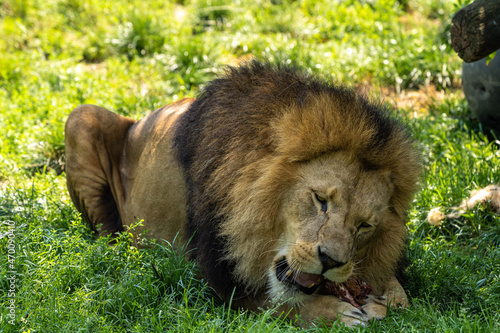 The lion  Panthera leo is one of the four big cats in the genus Panthera