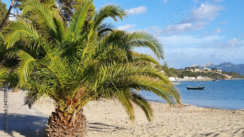 palm tree on the beach