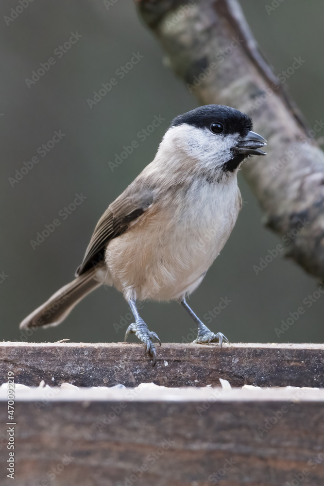 Naklejka premium Blackcap (Sylvia atricapilla) foraging for food on a wooden seed tray