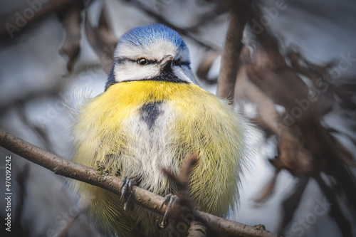 Aufgeplusterte Blaumeise photo