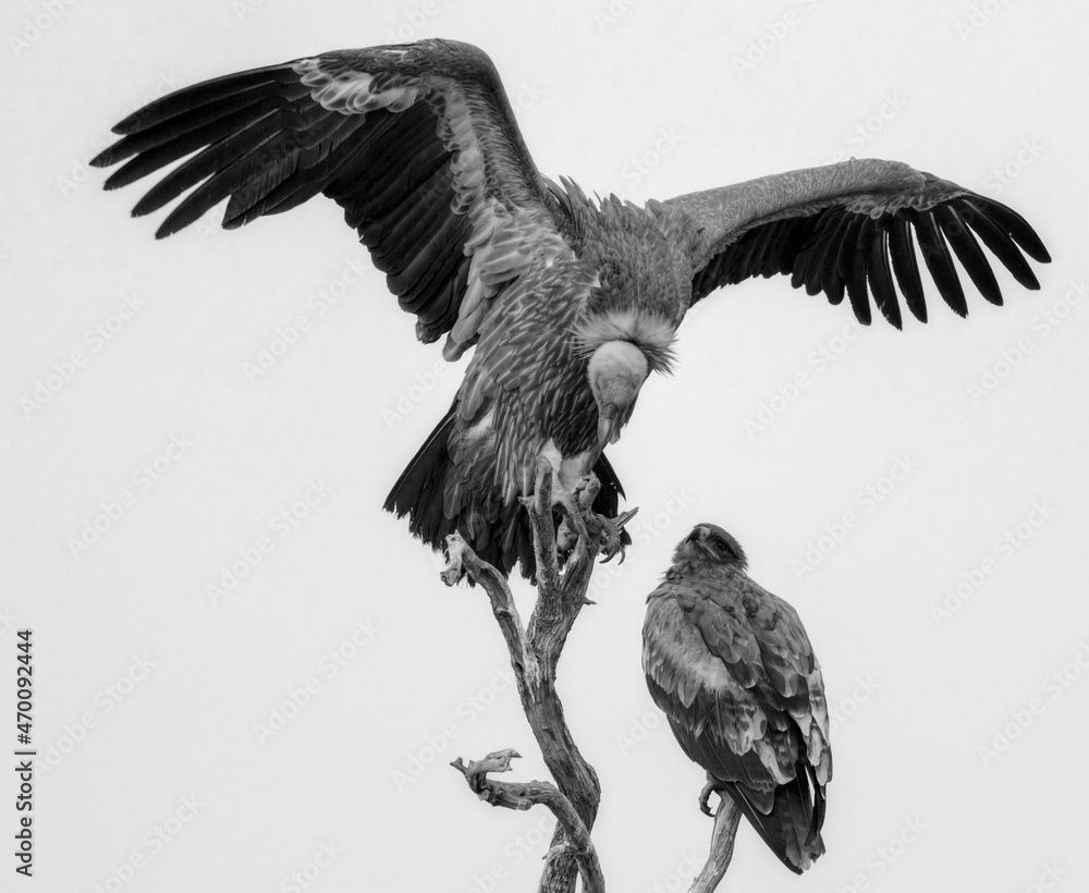 Fototapeta premium griffin vulture and steppe eagle