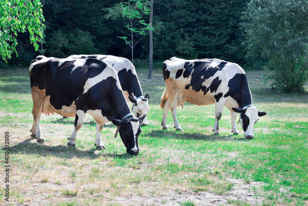 Group of black white cows walks breeding on farm field meadow Group of black white cows walks breeding on farm field meadow