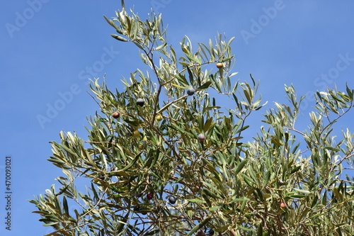olive harvest with electric olive rake tool in Keratea in Greece