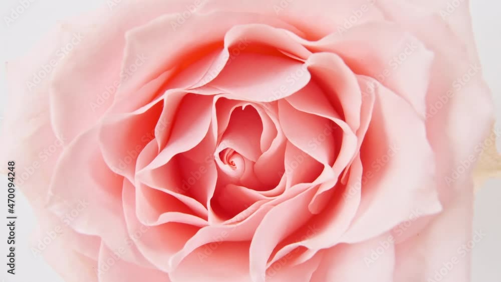 Beautiful pink rose rotating on white background, macro shot. Bud closeup. Blooming pink rose flower open. Holiday backdrop, Valentine's Day concept. High quality 4k footage Beautiful pink rose rotating on white background, macro shot. Bud closeup. Blooming pink rose flower open. Holiday backdrop, Valentine's Day concept. High quality 4k footage