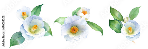 Foto 白いツバキの水彩イラスト。装飾用。クリップアート3種セット。ヤブツバキ。（ベクター。葉と花のレイアウト変更可能）