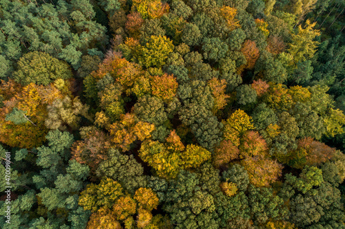 Wald im Herbst © aundrup