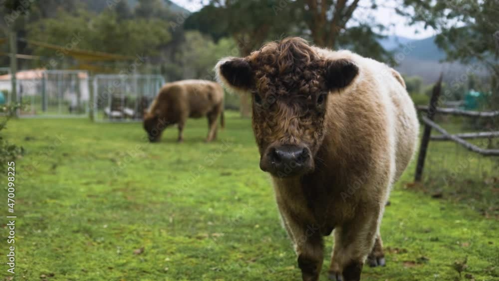 Slow motion shot of cute, fluffy, highland cow staring at camera Slow motion shot of cute, fluffy, highland cow staring at camera