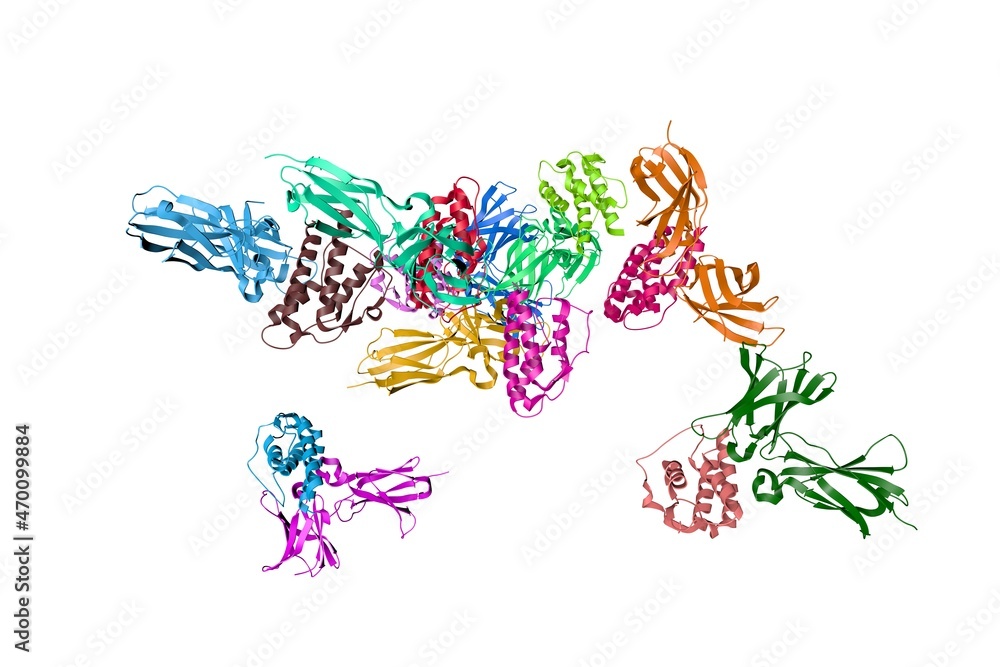 Crystal structure of human (IL-21) in complex with interleukin-21 receptor (IL21R). Ribbons diagram with multi-colored protein chains based on protein data bank. 3d illustration