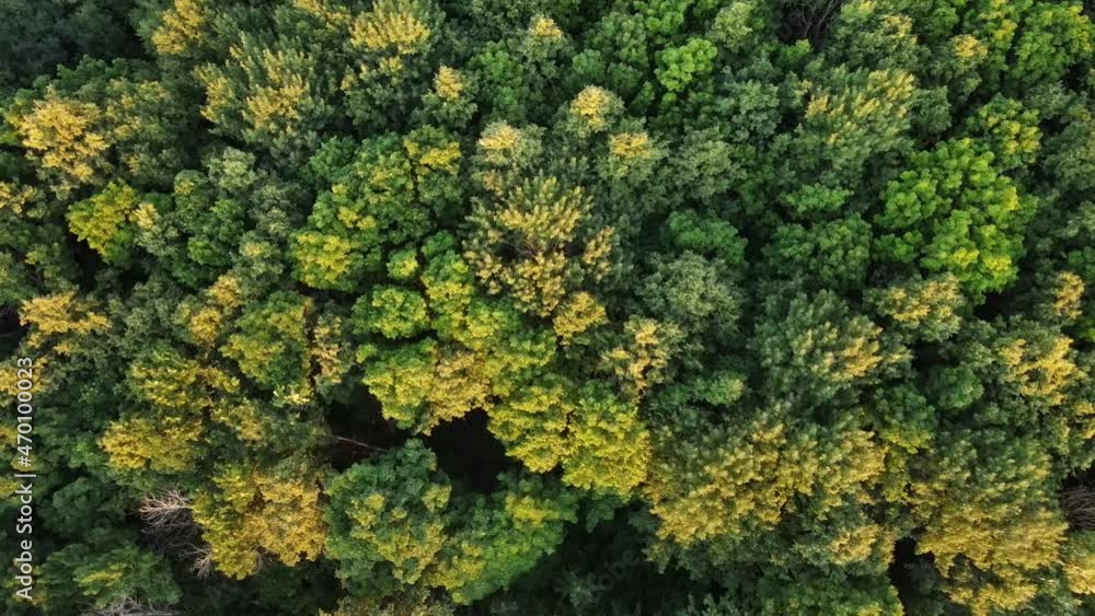 climb over the treetops. Green deciduous forest. drone flight climb over the treetops. Green deciduous forest. drone flight