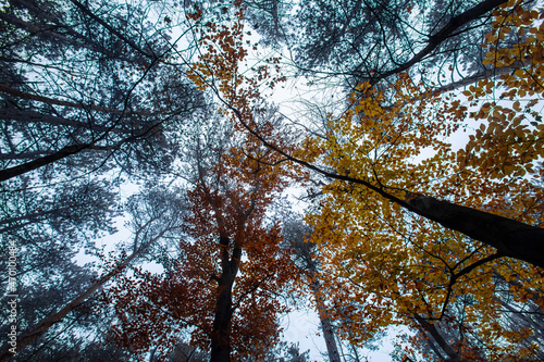 colorful autumn forest 