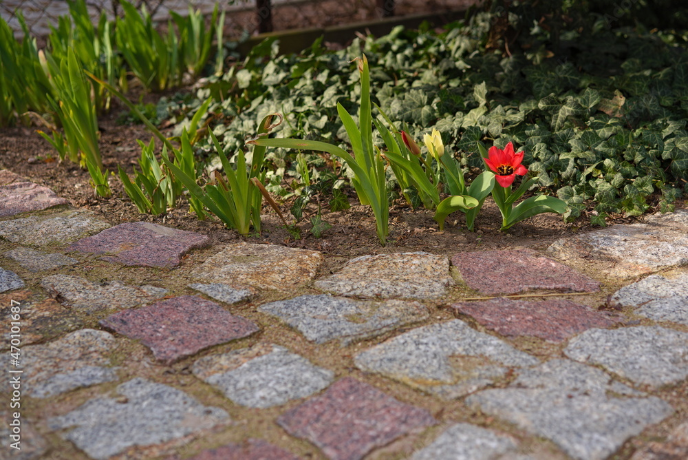 Blooming tulips at the path from paving cube Blooming tulips at the path from paving cube