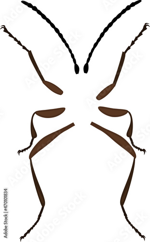 Wallpaper Mural Legs and antennae of insect isolated on white background Torontodigital.ca