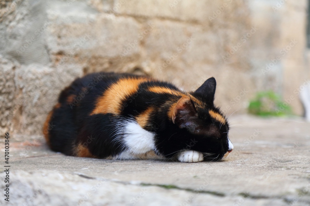 Black calico cat in Croatia Black calico cat in Croatia