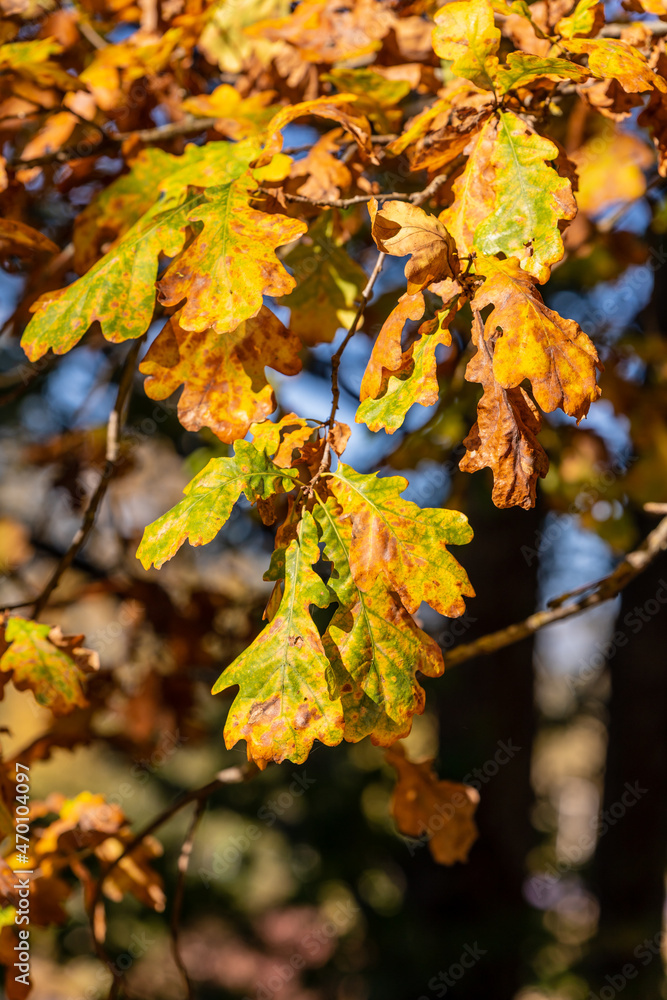 Vertical photo of yellow, green, brown, orange oak leaves on a branch. Golden autumn leaves on a tree at sunny fall day. Bright yellow oak leaves in scenic fall day. Vertical photo of yellow, green, brown, orange oak leaves on a branch. Golden autumn leaves on a tree at sunny fall day. Bright yellow oak leaves in scenic fall day.