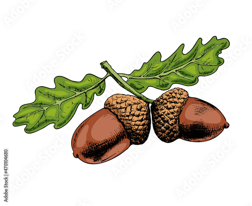 Oak branch hand-drawn vector illustration. Acorn and leaves sketch design element isolated on white background. Autumn botanical symbol ink freehand drawing.