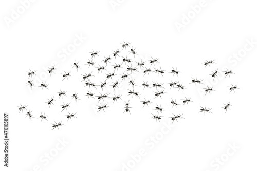 Black ants paving the way to their goal. A colony of worker ants.