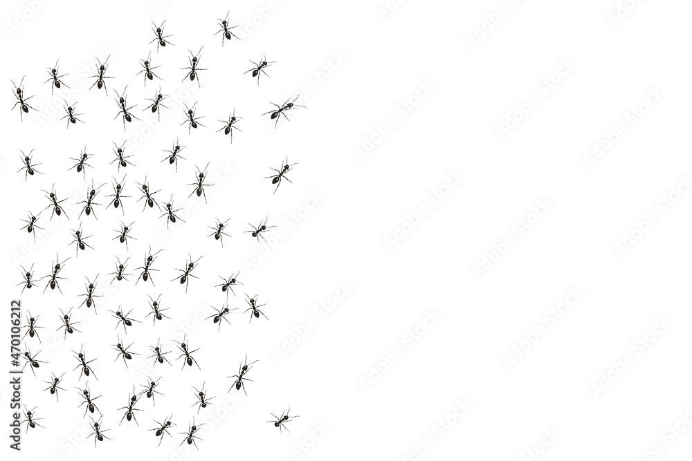 Black ants paving the way to their goal. A colony of worker ants. Black ants paving the way to their goal. A colony of worker ants.