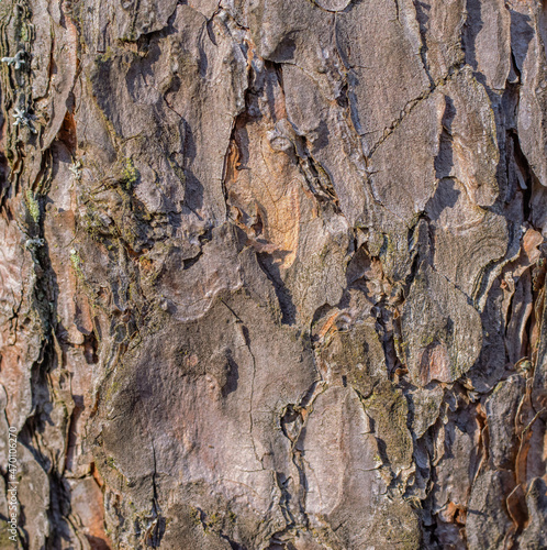 Relief and texture of pine bark close-up.