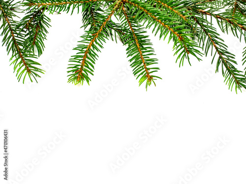 Fir branches isolated on white background