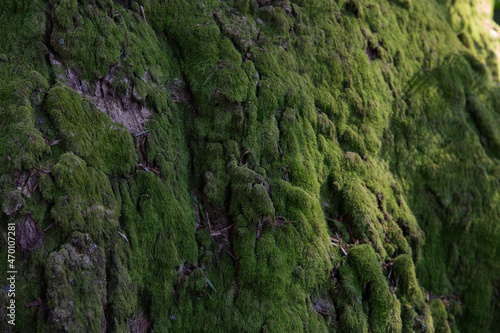 Tree covered by a moss in Okutama, Japan © Karori Production
