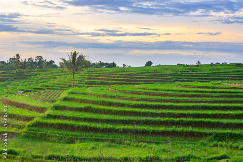 view with green rice terraces at sunset in Bengkulu, Indonesia