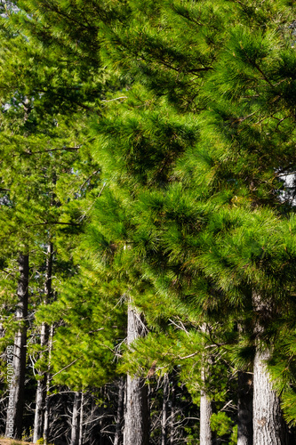 Rows of trees in a Pine Forest Plantation.