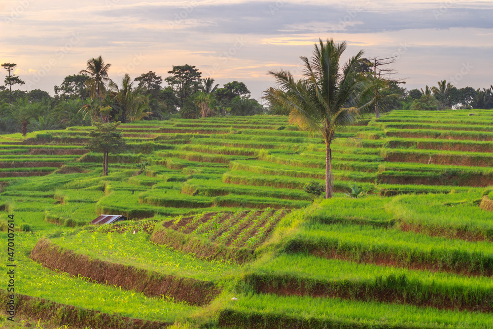 village view with rice terraces at sunset in Bengkulu, Indonesia