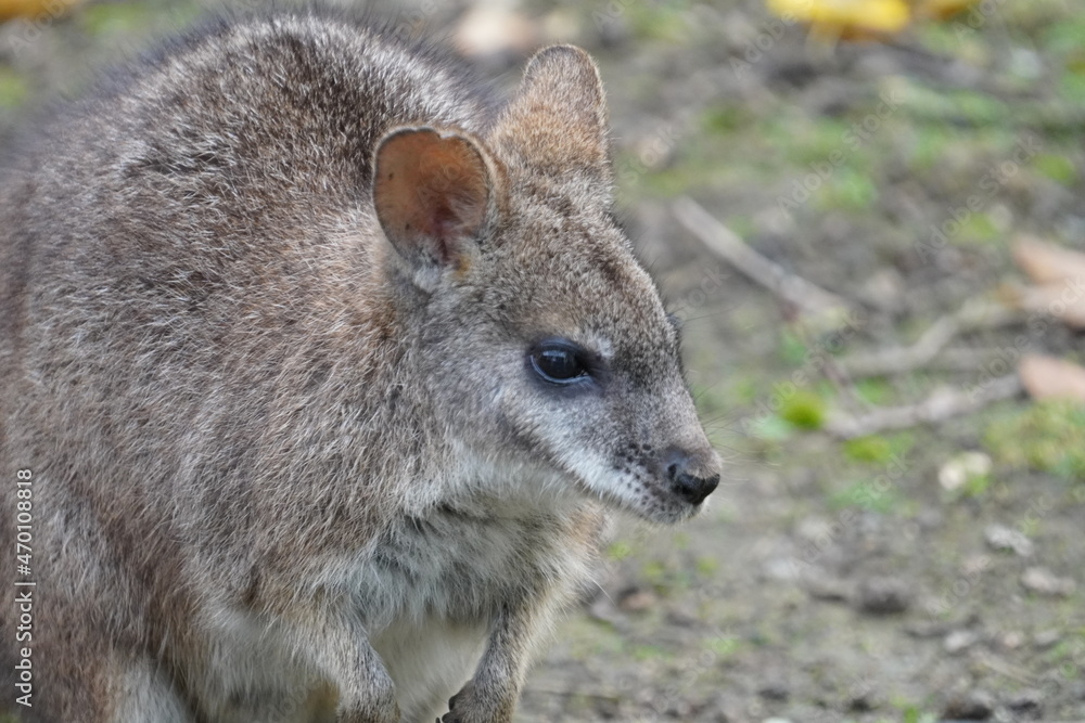 Parma wallaby