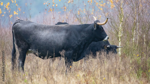 Photography cow
