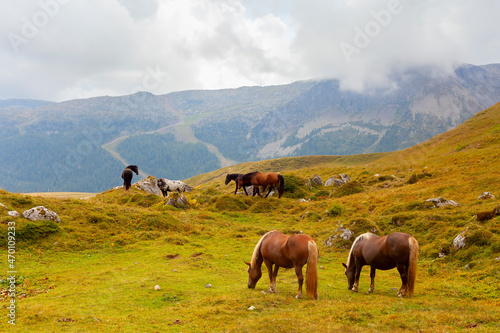 grazing horses in val di fassa