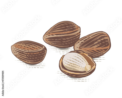 cedar nut Hand drawing sketch engraving watercolor illustration style
